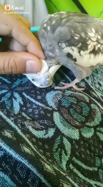 cutest cockatiel in the world, knows how to have a cuddle, beautiful wonderful.
