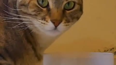 Cute Cat - Funny Animals
