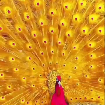"Majestic Splendor: The Gorgeous Unveiling of the Beautiful Peacock"