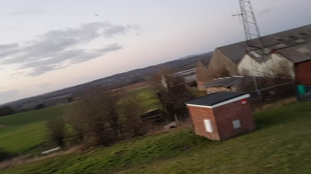 Bird of prey. Not sure what type.. nice though