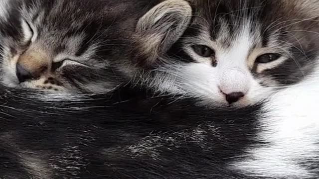 #Shorts#cat comfortable#