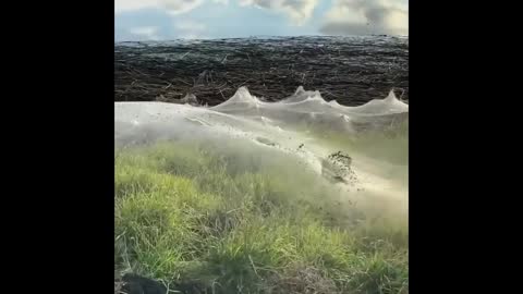 A blanket made of cobwebs