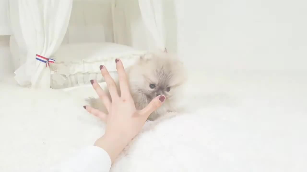 World_s_cutest_pomeranian_puppy_-_Teacup_puppies_KimsKennelUS