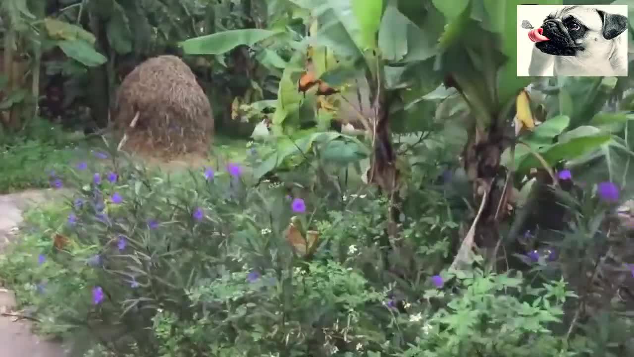 Try Not To Laugh To These video
