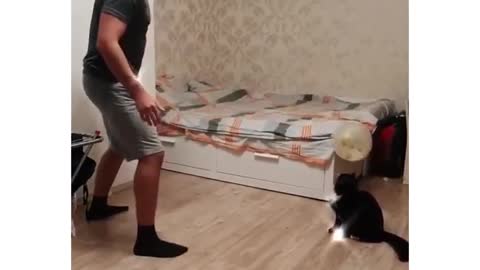 The cat plays volleyball with its owner