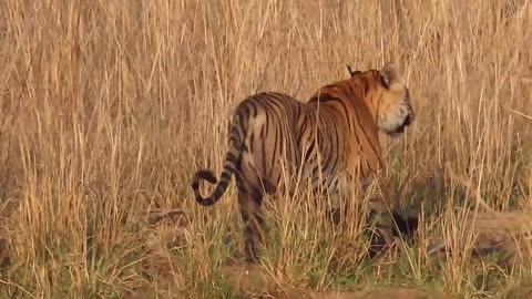 TIGER ATTACKS WILD BOAR