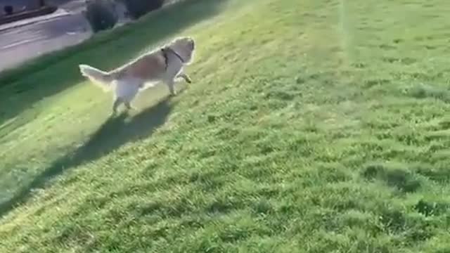 Dog having fun sliding