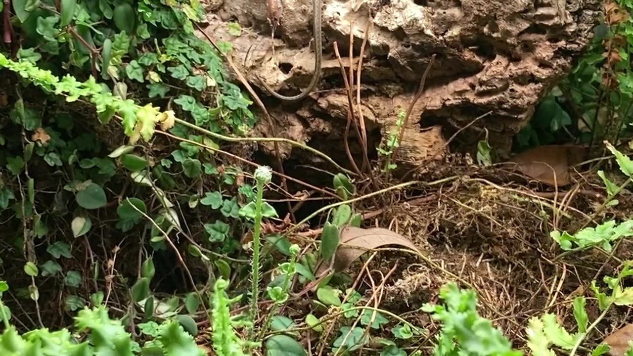 Thamnophis sirtalis infernalis eating a Nightcrawler