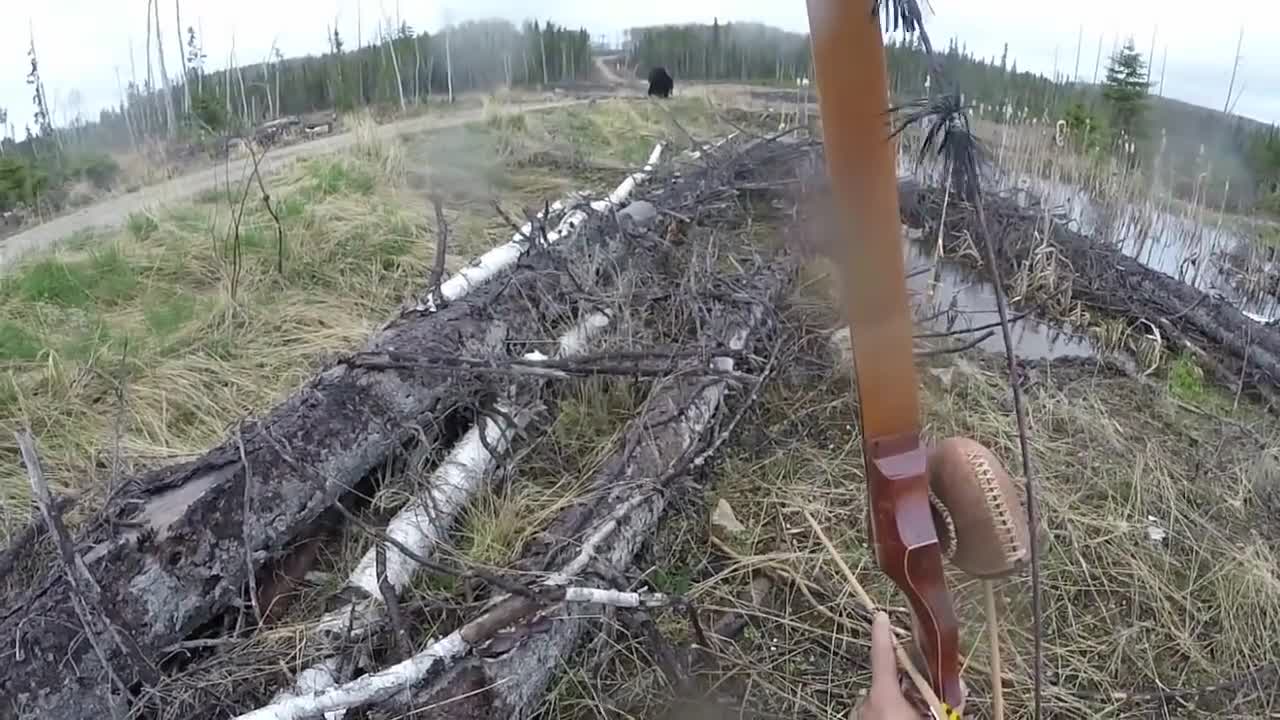 Black Bear Rushes Man Who Only Has Bow And Arrow As Defense