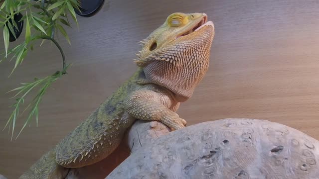 Funny Cute Itchy Dragon Rango