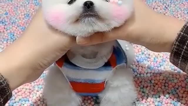 Take Your Dog Like this