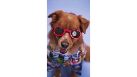 This dog is too cool! Funny pet videos