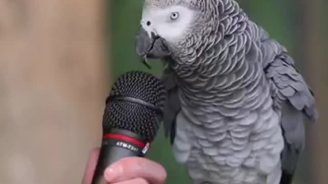 Parrot whistles and dances and talking funny beautiful Parrot