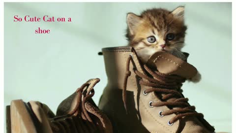 Cat on a Shoe