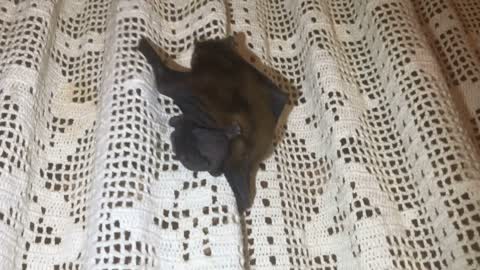 Bat with cub crawling up the curtain