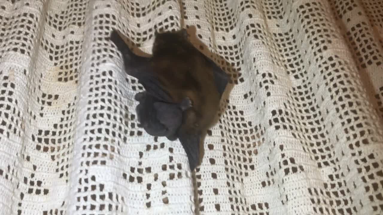 Bat with cub crawling up the curtain