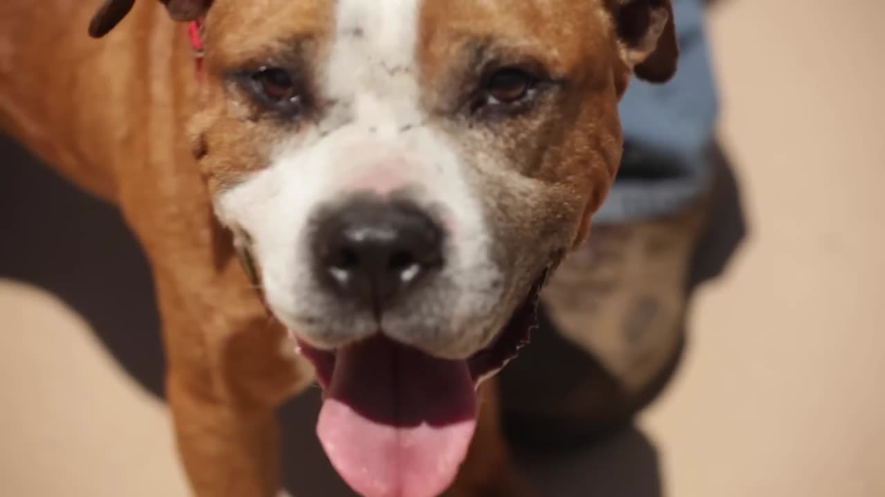 BELGIAN MALINOIS- THE SHEPHERD WITH A PIT BULL'S SPIRIT