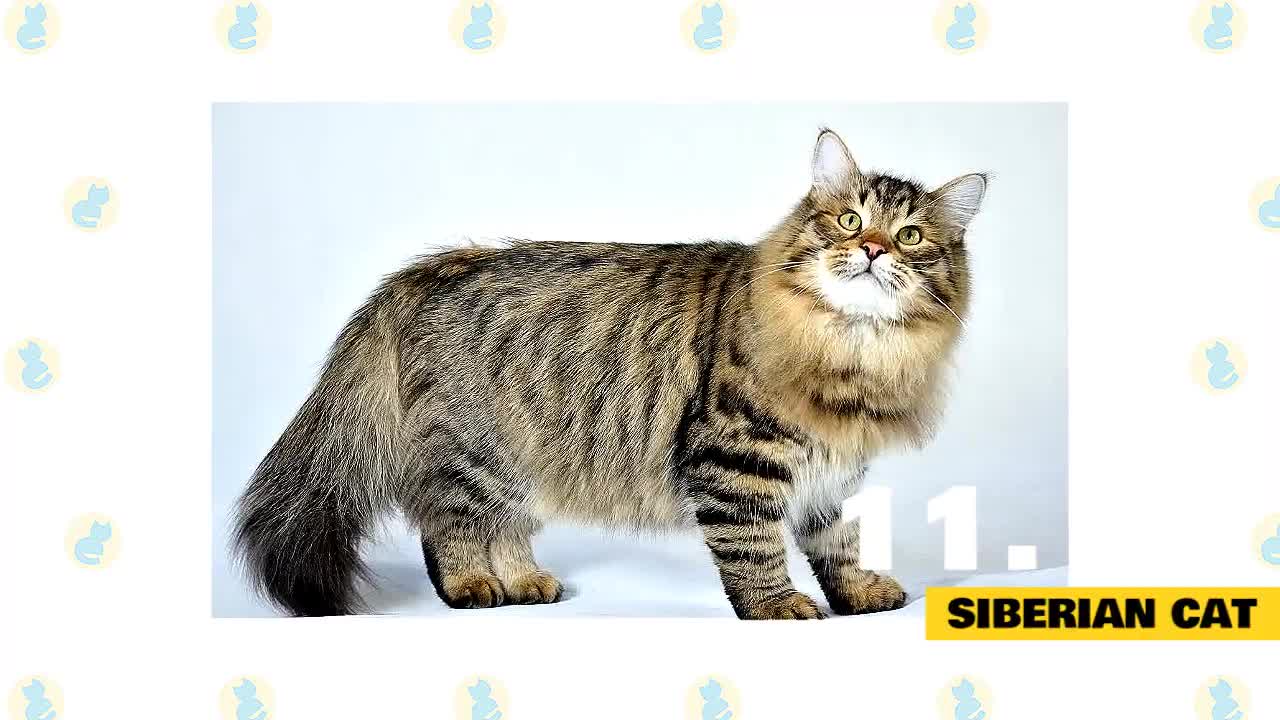 BEGINNERS: This is Best Cats for You!