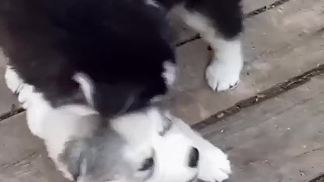 Two dogs fighting