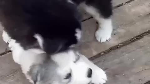 Two dogs fighting