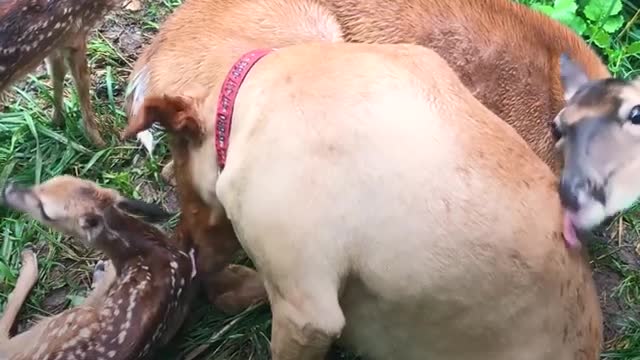 Golden Retriever And Deer Have Been Best Friends For 11 Years