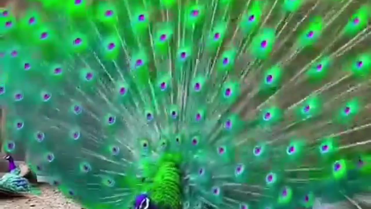 Beautiful peacock❤️ #peacock #shorts.mp4