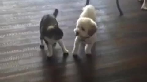 Dog body slams Cat