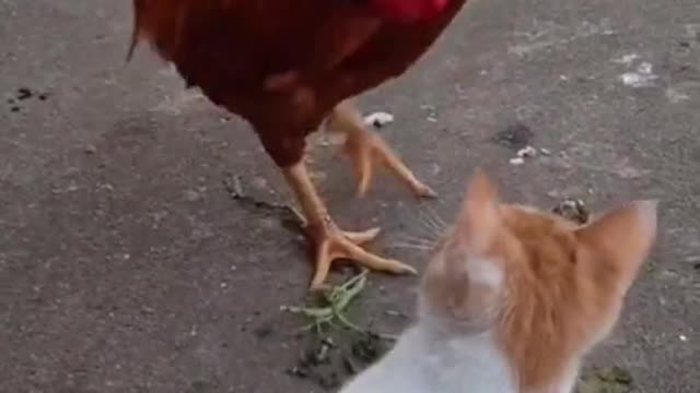 Cute Dog and Hen fight each other