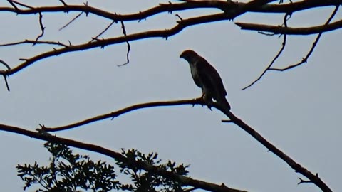 Red-tailed hawk