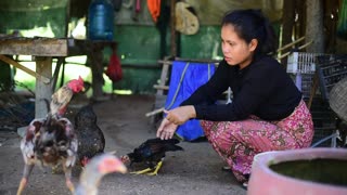 Ayam menabur makanan