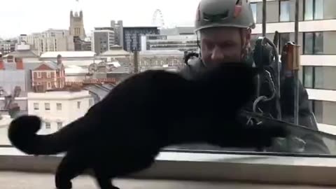 Cat having fun.. 😅 KindnessIsCool