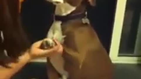 dog cutting a nail