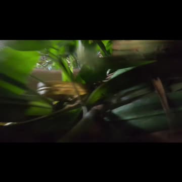 Welcome to the jungle