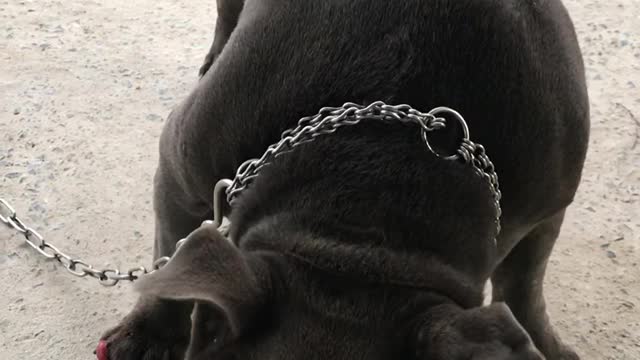 My pit bull dog- eats rice with a brass