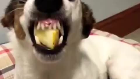 Dog funny videos 😂😂