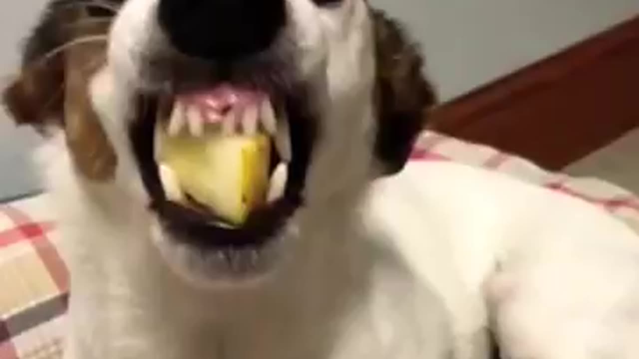 Dog funny videos 😂😂