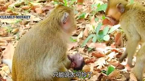 poor baby monkey