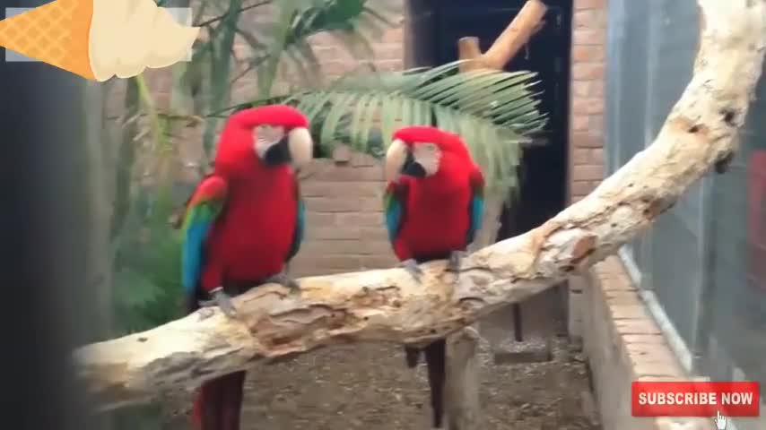 Singing parrots 2 | funny parrots video