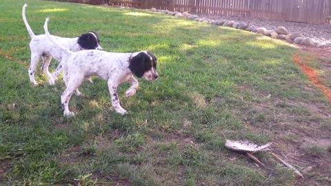 English Setter Training - Mac and Floyd at 3 months