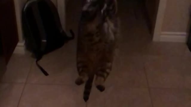 Slow-mo cat in air