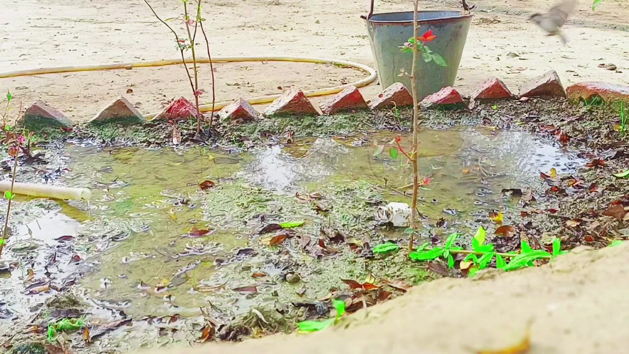 Birds Taking Bath