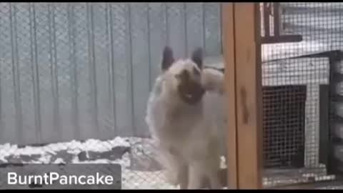 Funny ass dog