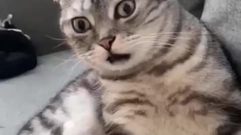 Funny cat