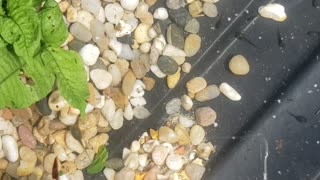 Tadpoles get new digs