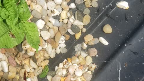 Tadpoles get new digs