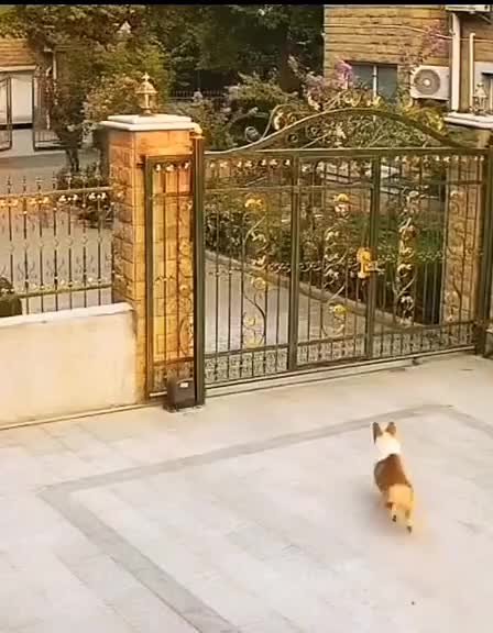 Dog doing Catch me if you Can move.