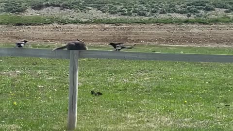 Cat Stuck between Two Birds!