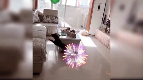 Funny cat