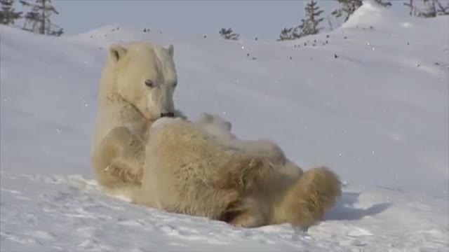 Two adorable newborn polar bear cubs play with their mother