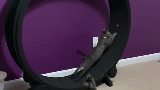 smart kittens